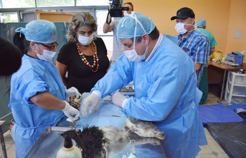 Alcaldesa Virginia Reginato, esterilizacion 2